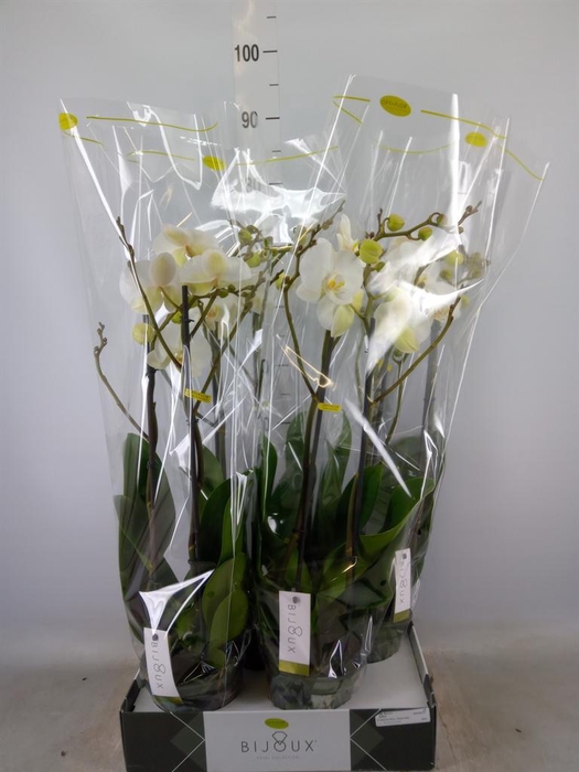 <h4>Phalaenopsis   ...white</h4>