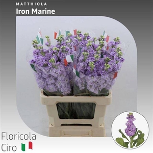 MATTH IRON MARINE