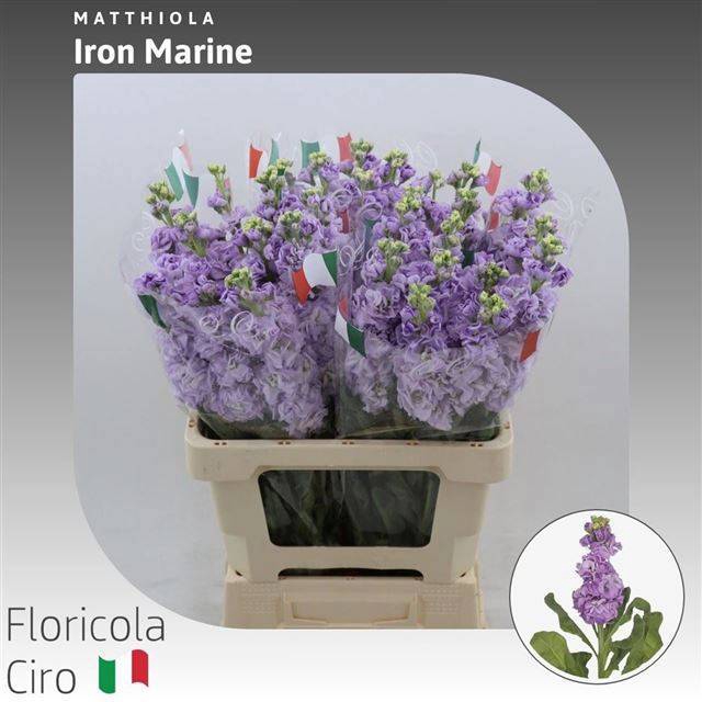 <h4>MATTH IRON MARINE</h4>