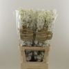 Delphinium Impressive White