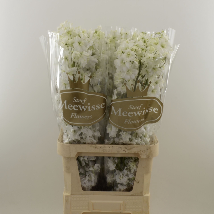Delphinium Impressive White