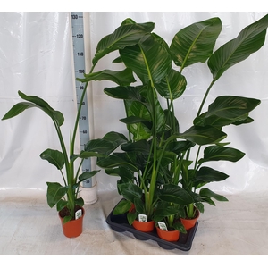 STRELITZIA NICOLAI