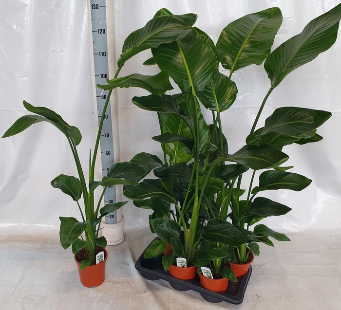 <h4>STRELITZIA NICOLAI</h4>