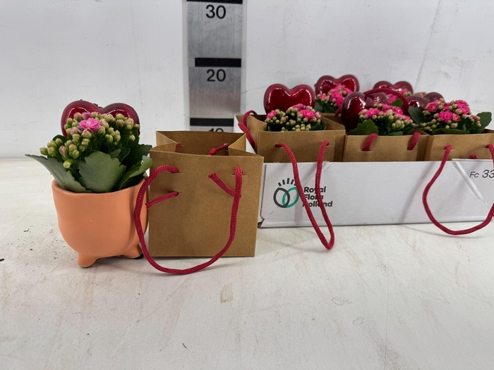 <h4>ARR PL IN SCHAAL</h4>