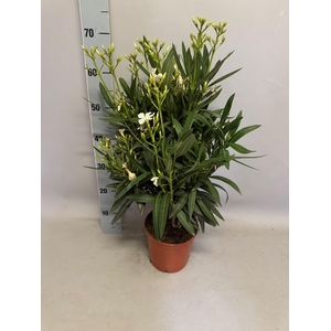 Nerium oleander Struik white