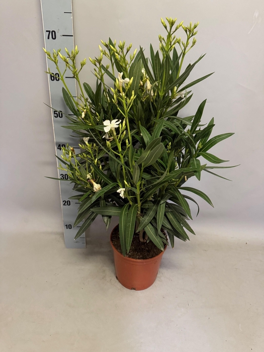 <h4>Nerium oleander Struik white</h4>