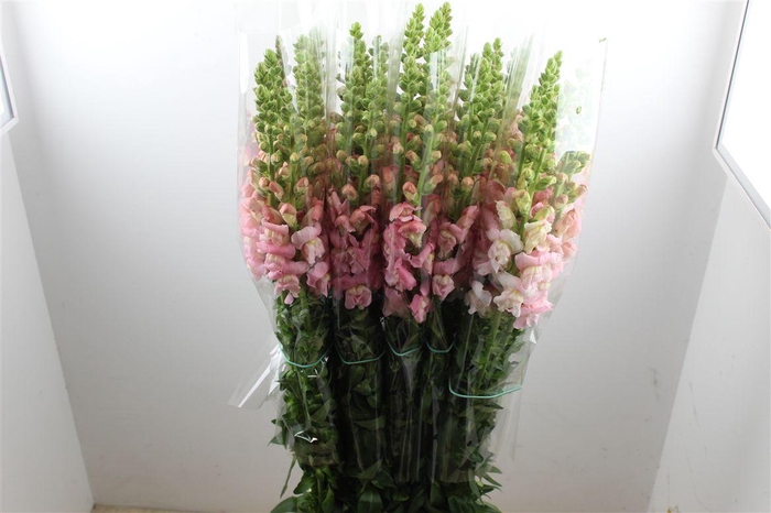 <h4>Antir Overig Pink</h4>