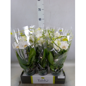Phalaenopsis   ...white