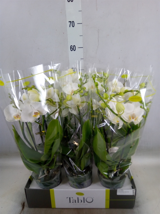 <h4>Phalaenopsis   ...white</h4>