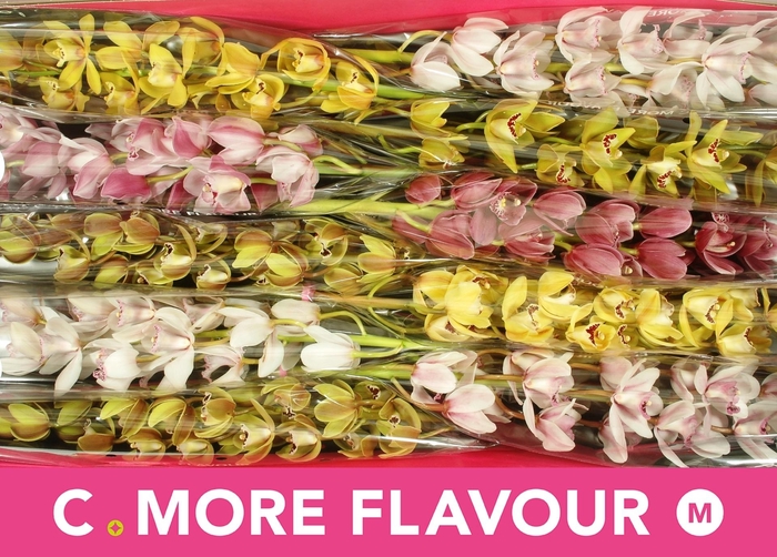 <h4>CYMB MI GEM</h4>