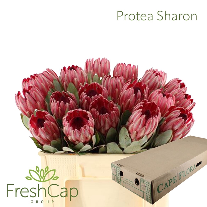 Protea Sharon