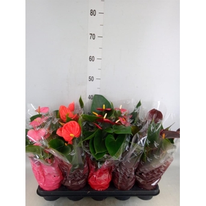 Anthurium   ...mix 4