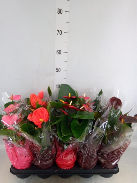 <h4>Anthurium   ...mix 4</h4>