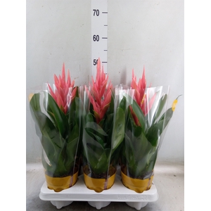 Tillandsia  'Ziva'
