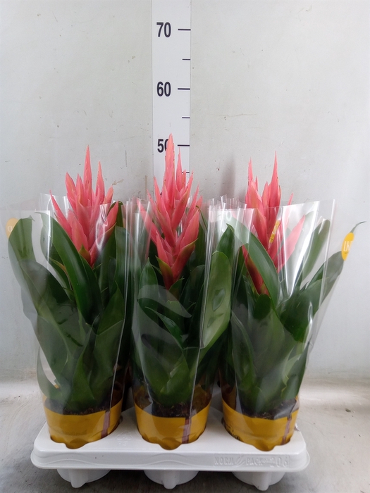 <h4>Tillandsia  'Ziva'</h4>