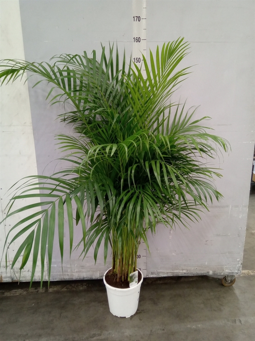 <h4>Dypsis lutescens   ...Chrysalidoca</h4>