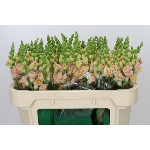 Antirrhinum Holly Double Champagne
