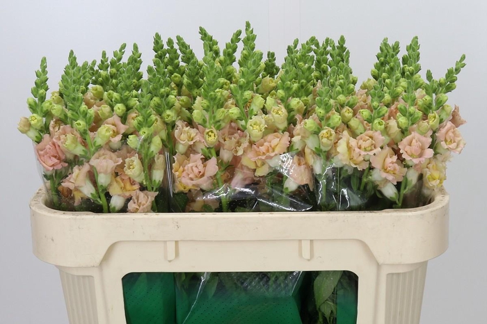 <h4>Antirrhinum Holly Double Champagne</h4>