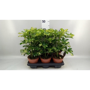Schefflera arbor. 'Gerda'