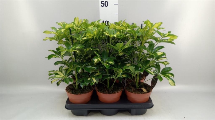 <h4>Schefflera arbor. 'Gerda'</h4>
