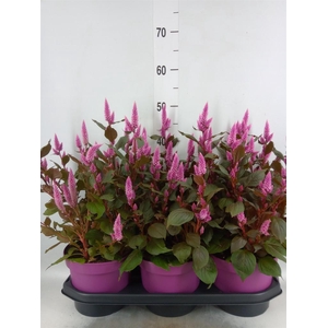 Celosia spic. 'Wild Pink'