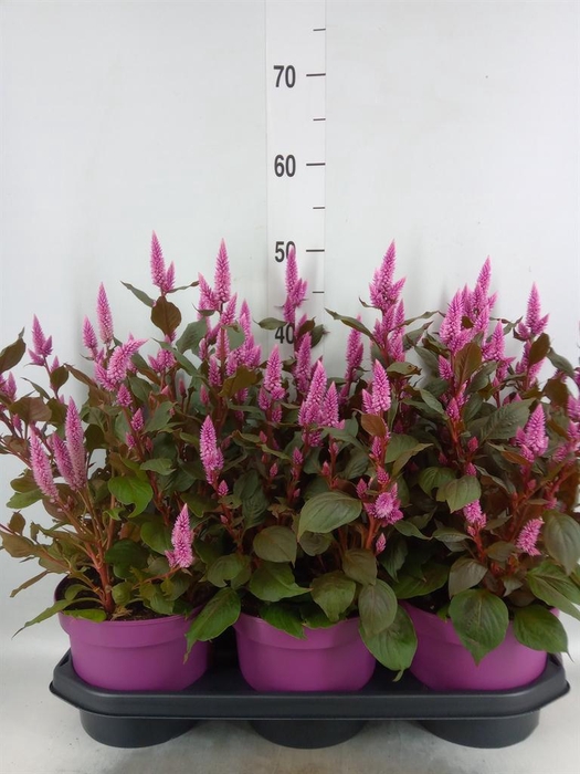 <h4>Celosia spic. 'Wild Pink'</h4>