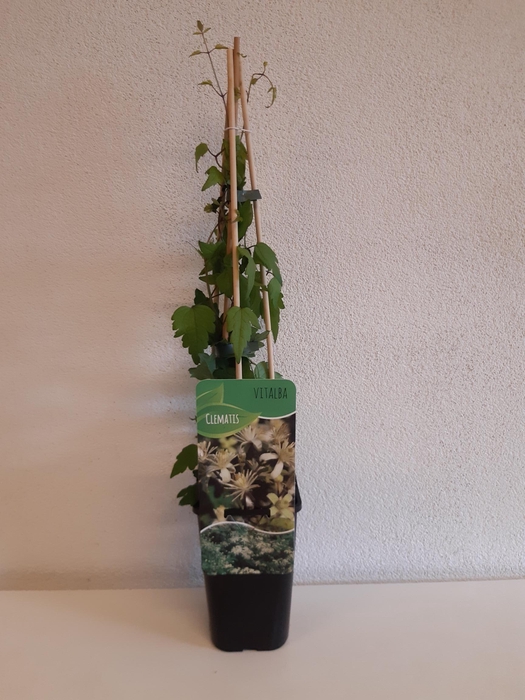 <h4>Clematis vitalba</h4>
