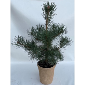 PINUS SYLVESTRIS p19