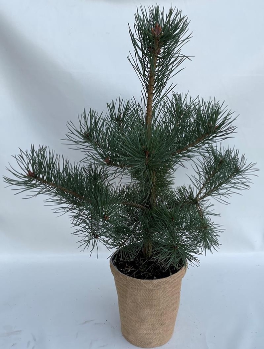 <h4>PINUS SYLVESTRIS p19</h4>