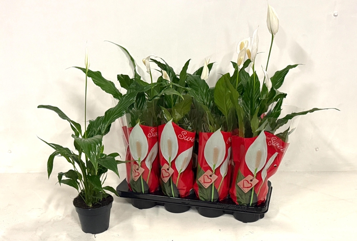 <h4>SPATH SWEET CHICO</h4>