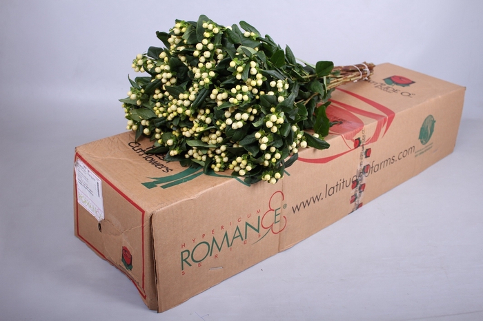 Hypericum Cool Romance Spray