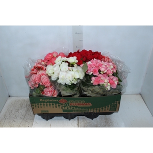 BEGONIA P15
