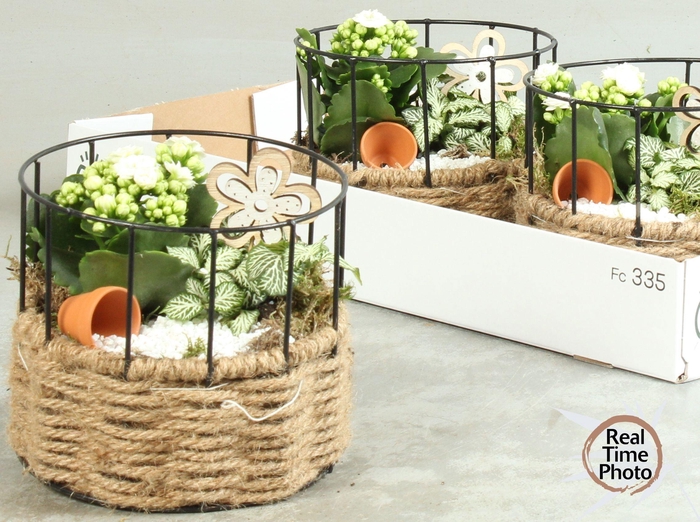 <h4>ARR KAMERPL</h4>