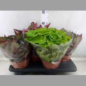 Begonia BD 'Beleaf'   ...mix