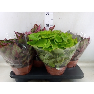 Begonia BD 'Beleaf'   ...mix