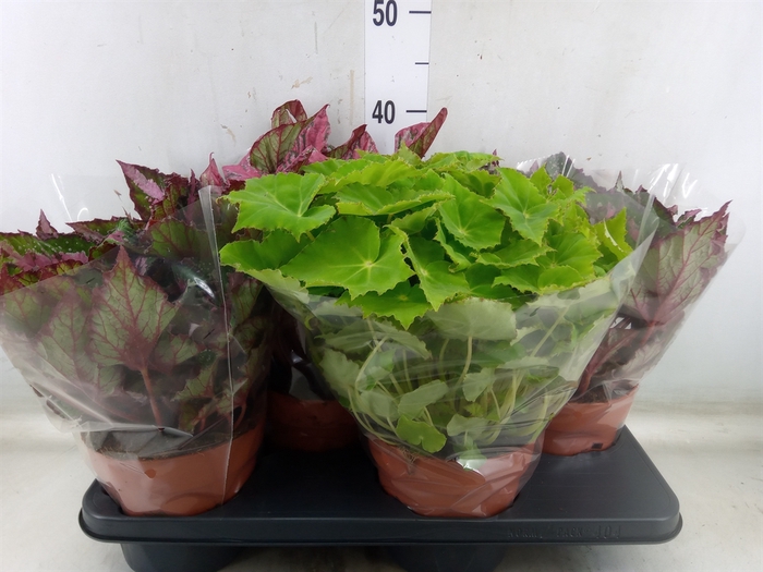 <h4>Begonia BD 'Beleaf'   ...mix</h4>