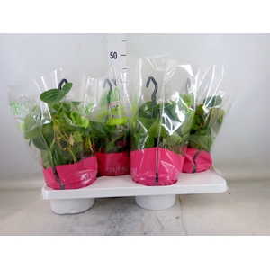 Philodendron scand.