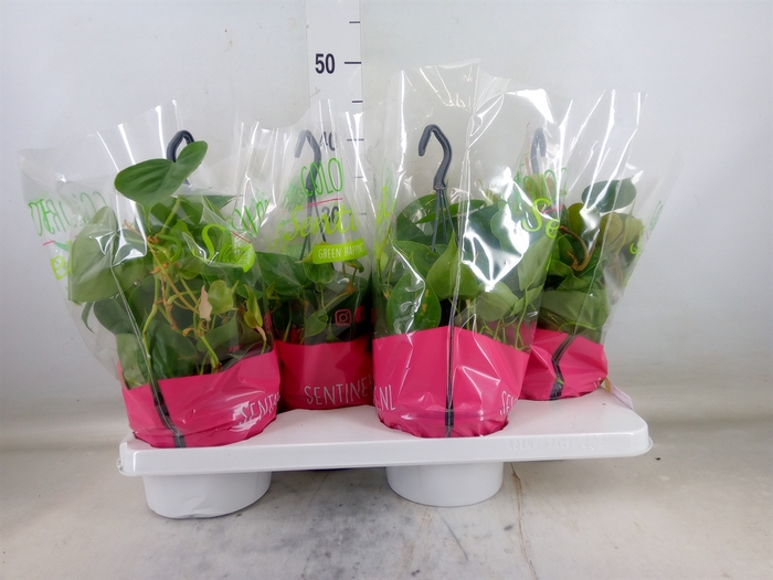 <h4>Philodendron scand.</h4>