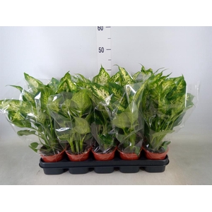 Dieffenbachia  'Compacta'