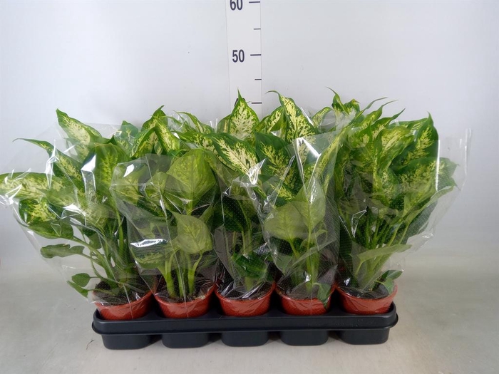 <h4>Dieffenbachia  'Compacta'</h4>