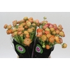 Ranunculus Elegance Salmon