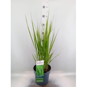 Panicum virgatum