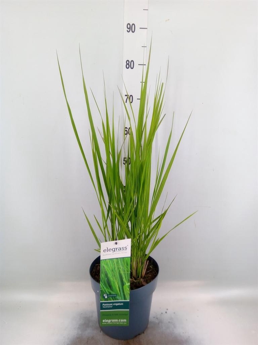 <h4>Panicum virgatum</h4>