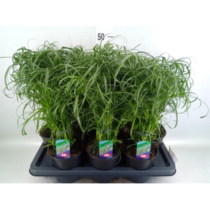 Cyperus alternifolius