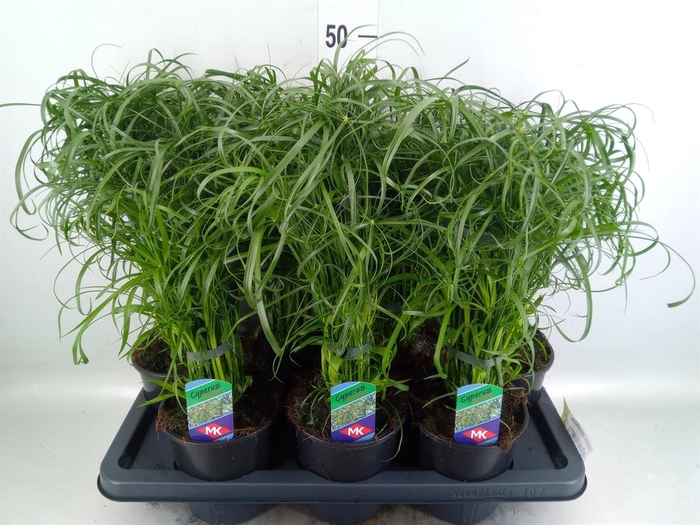 <h4>Cyperus alternifolius</h4>