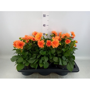 Dahlia  'Dahlinova Tempt Golden'
