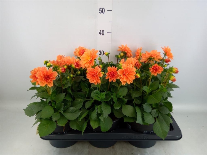 <h4>Dahlia  'Dahlinova Tempt Golden'</h4>