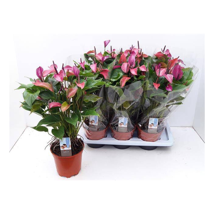 <h4>Anthurium Purple Love 17Ø 55cm 8fl</h4>