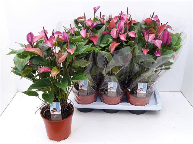 Anthurium Purple Love 17Ø 55cm 8fl