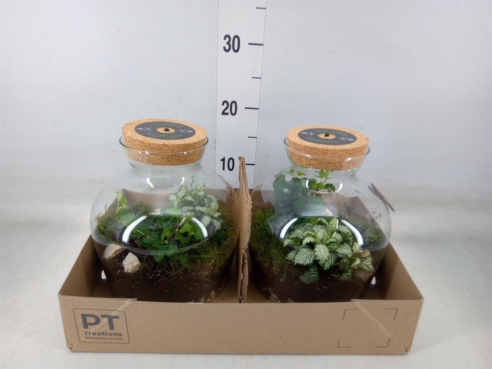 <h4>Arr.   Kamerplant Groen H%</h4>